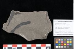 Foto (Objekt + Etikett) von Thaumatopteris muensteri Goeppert (NHMW-GEO-2024-0188-10515)